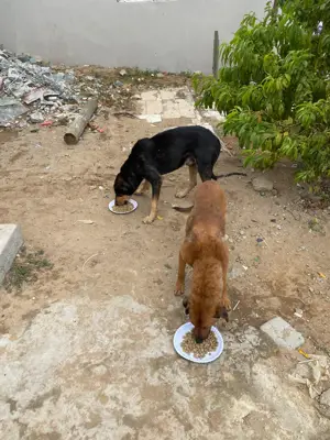 Hungry dogs eating donated food from bowls