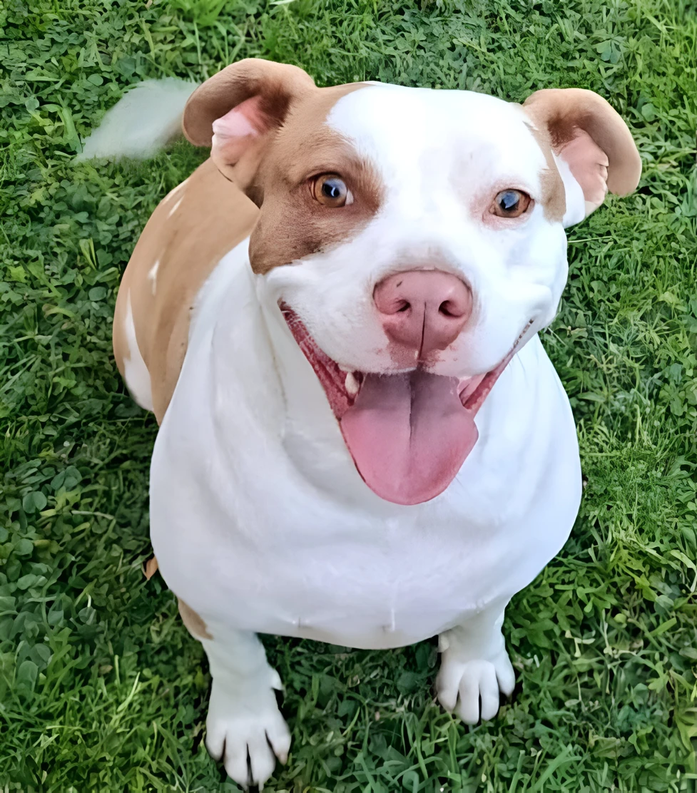 Zola the rescued dog