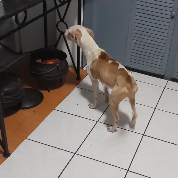 Zola in the kitchen looking curious