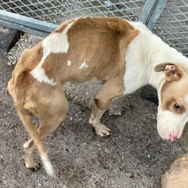 Zola as she was found, extremely underweight